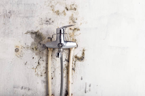 Best Local Mold Removal Service  in Hartford, KY