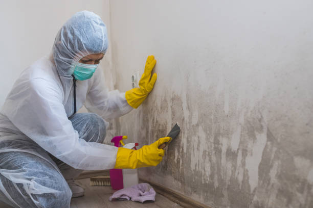 Attic Mold Removal in Hartford, KY